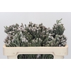 Kaaps Groen Silver Brunia
