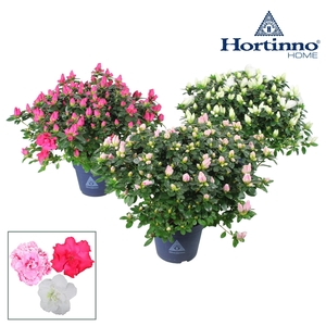 Hortinno® Home 'Classic Collection' 35 - 37 cm