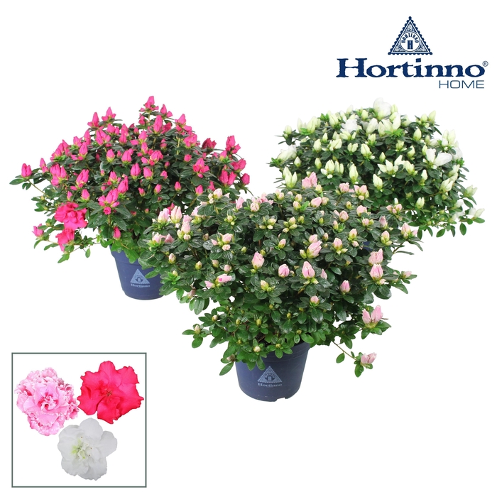 <h4>Hortinno® Home 'Classic Collection' 35 - 37 cm</h4>