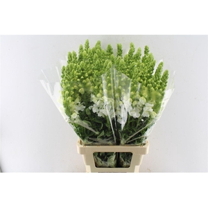 Antirrhinum Avignon White