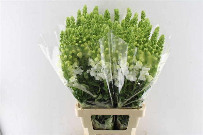 <h4>Antirrhinum Avignon White</h4>