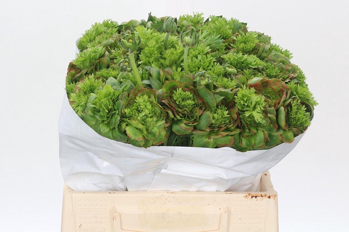 <h4>Ranunculus Clooney Combination</h4>