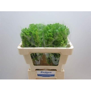 MOLUCCELLA LAEVIS MOLUCCELLA STUK