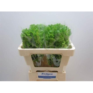MOLUCCELLA LAEVIS MOLUCCELLA STUK