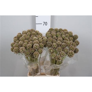 Scabiosa Stellata Zd