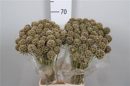 <h4>Scabiosa Stellata Zd</h4>
