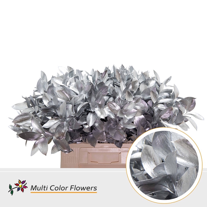 <h4>Ruscus Zilver</h4>