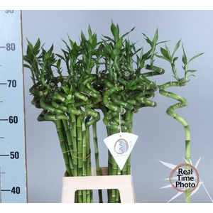 Drac Bamboo Spiraal 70 Cm