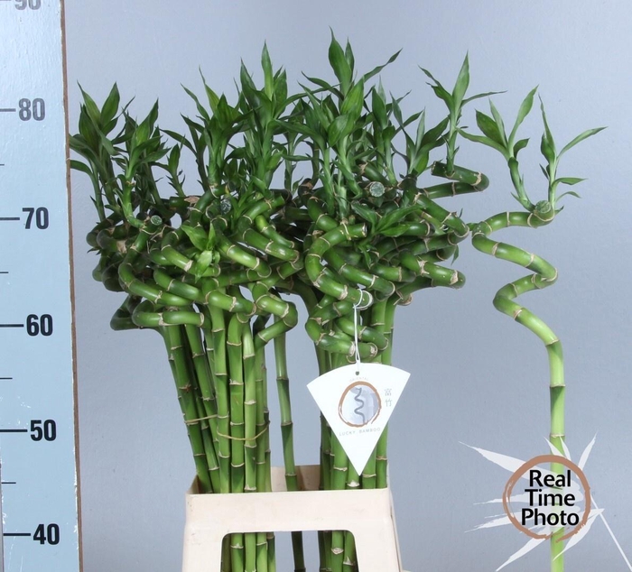 <h4>Drac Bamboo Spiraal 70 Cm</h4>
