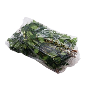 Salal Tips Mt St Helens Extra X5