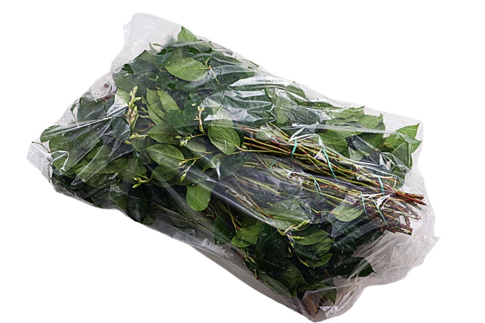 <h4>Salal Tips Mt St Helens Extra X5</h4>