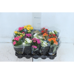 KAL. DOBRADO MINI P06