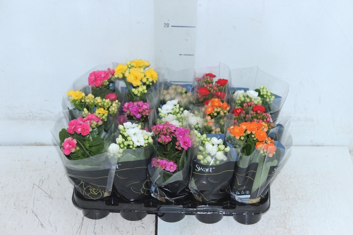 <h4>KAL. DOBRADO MINI P06</h4>