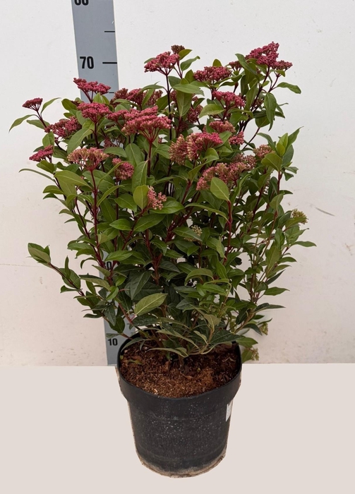 <h4>VIBU TINUS SPIRIT</h4>