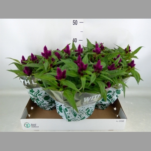 Celosia spic. 'Intenz'