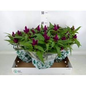 Celosia spic. 'Intenz'