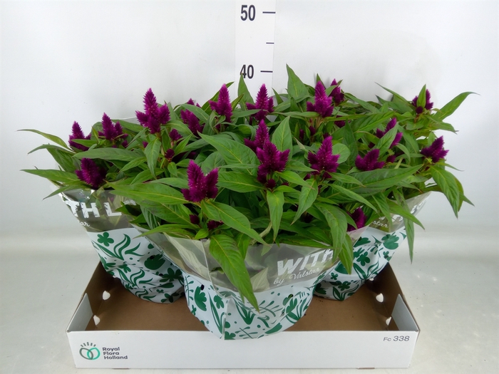 <h4>Celosia spic. 'Intenz'</h4>