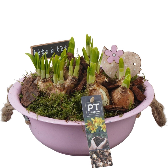 <h4>Arr. Narcissus Tete Tete L%</h4>