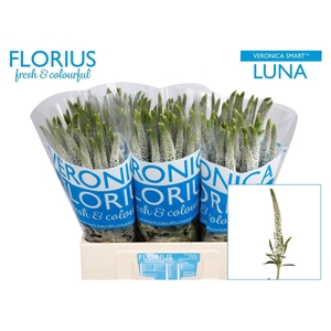 Veronica 'Smart Luna' (white)
