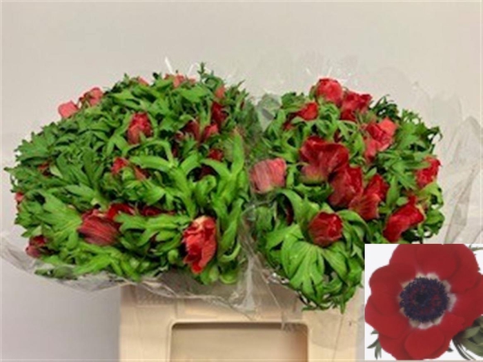 <h4>ANEM CO GALIL ROOD</h4>