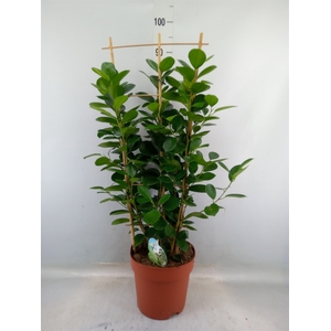 Ficus microcarpa 'Moclame'