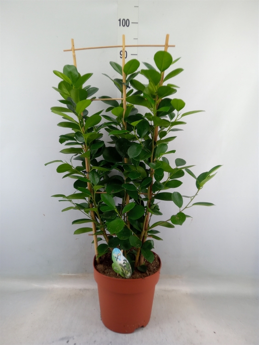 <h4>Ficus microcarpa 'Moclame'</h4>