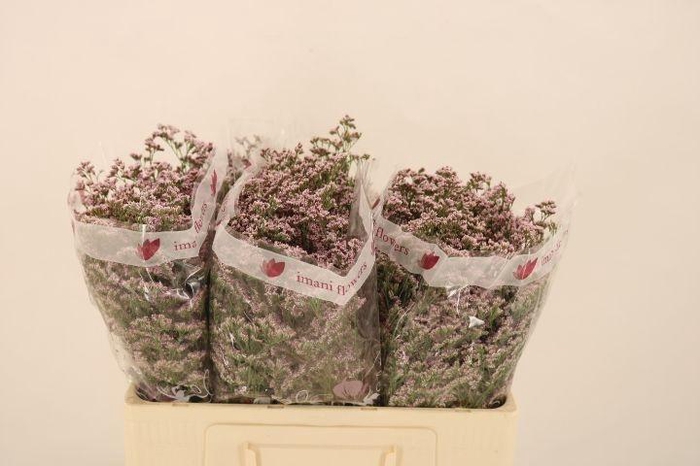 <h4>Lim Saf Oshi Pink</h4>