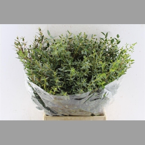 Euca Parvi Short 150 Gram