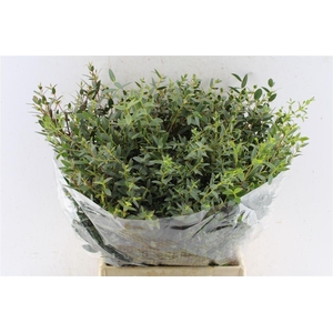 Euca Parvi Short 150 Gram