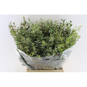 Euca Parvi Short 150 Gram