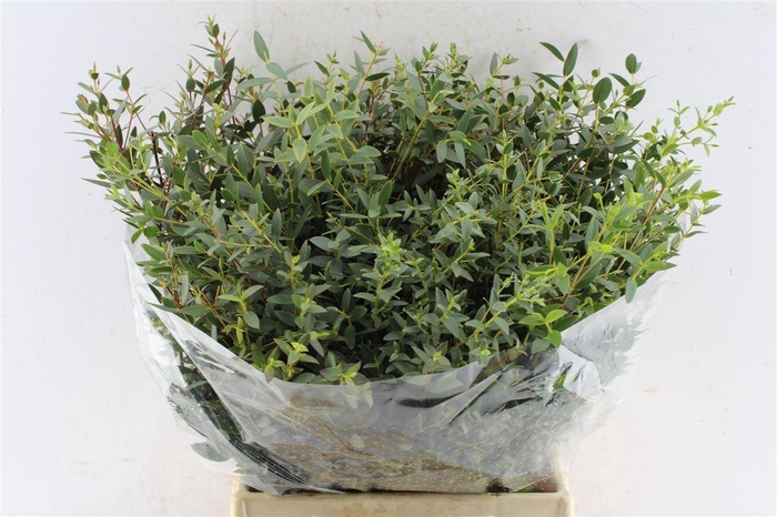 <h4>Euca Parvi Short 150 Gram</h4>