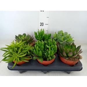 Succulents   ...mix 4