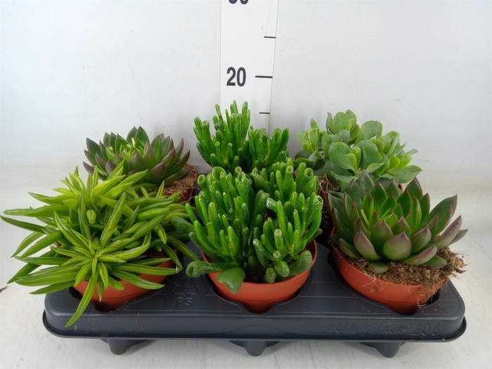 <h4>Succulents   ...mix 4</h4>