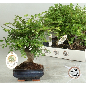 BONSAI GEM
