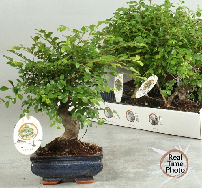 <h4>BONSAI GEM</h4>