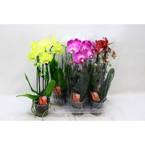 PHAL EL CASCADE
