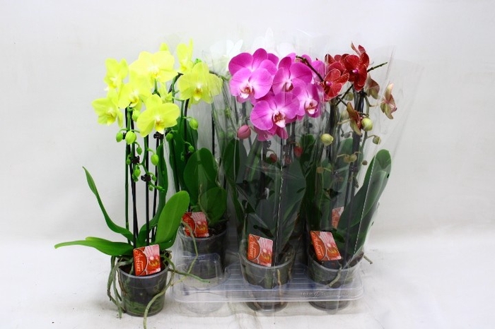 <h4>PHAL EL CASCADE</h4>