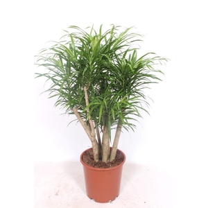 Dracaena Anita