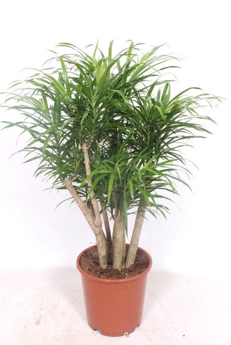 <h4>Dracaena Anita</h4>