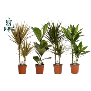 Groen Mix kamerplanten p17 (Air so Pure)