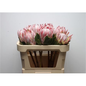 Protea Cynaroides