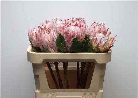 Protea Cynaroides