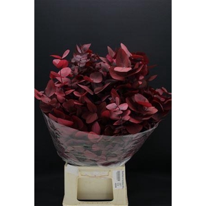 Stuartiana Stab Burgundy 996