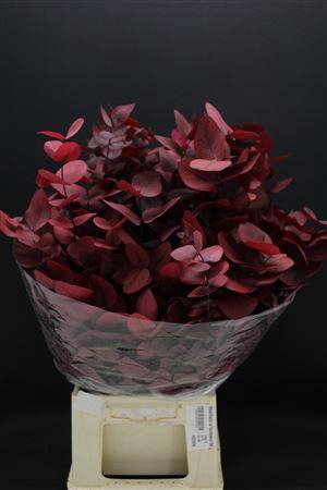 <h4>Stuartiana Stab Burgundy 996</h4>