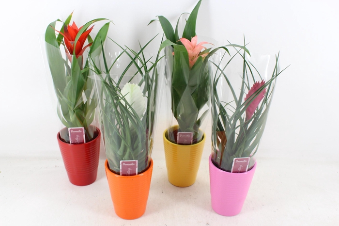 <h4>arr3 ZS - Bromelia streeppot mix</h4>