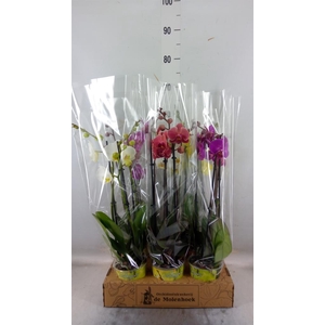 Phalaenopsis   ...mix  4