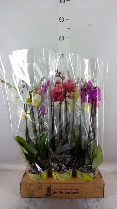 <h4>Phalaenopsis ...mix 4</h4>
