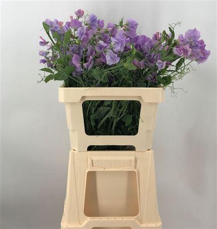 <h4>Lathyr Milka</h4>