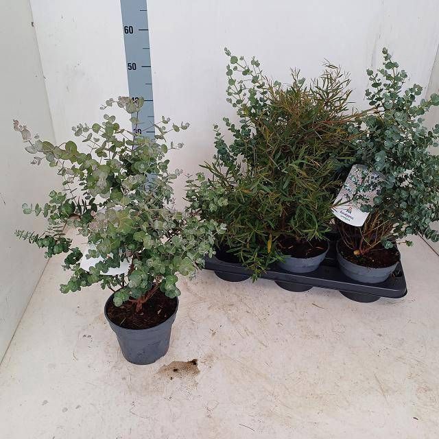 <h4>EUCALYPTUS</h4>