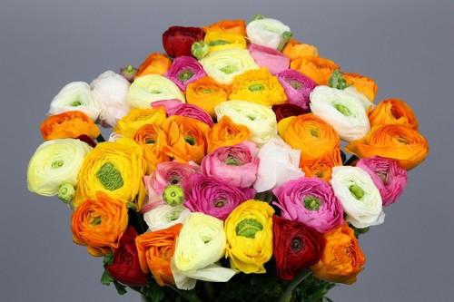 <h4>Ran Clooney Rainbow</h4>